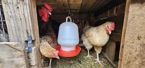 Kienyeji Chicken