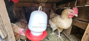 Kienyeji Chicken