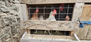 Kienyeji Chicken
