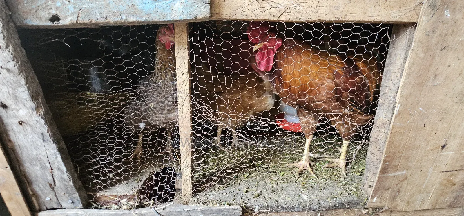 Kienyeji Chicken