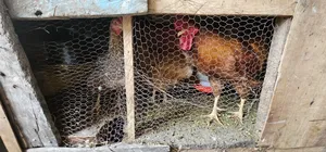 Kienyeji Chicken