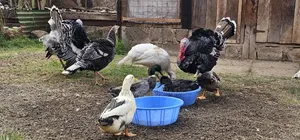 Mature Laying Turkey