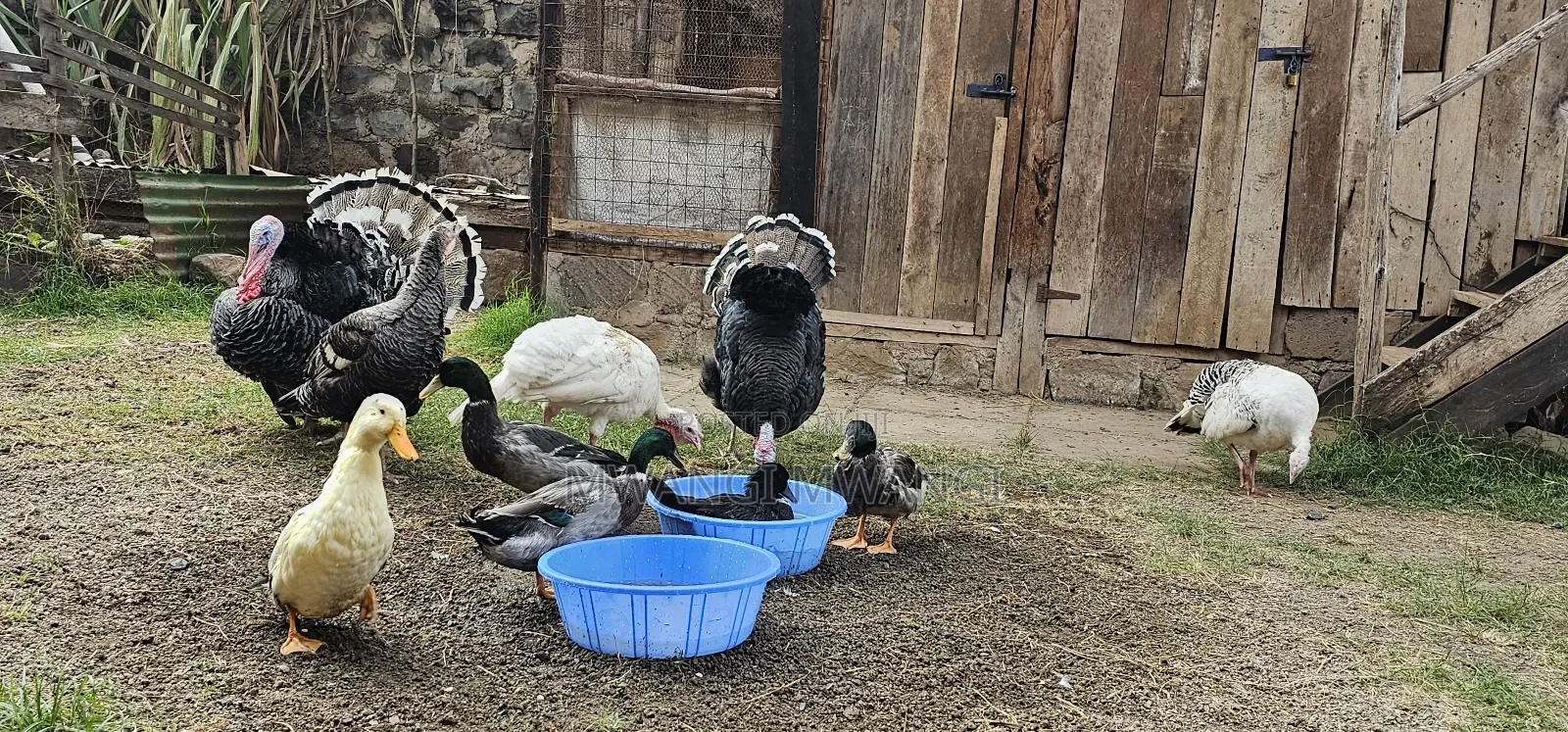 Mature Laying Turkey