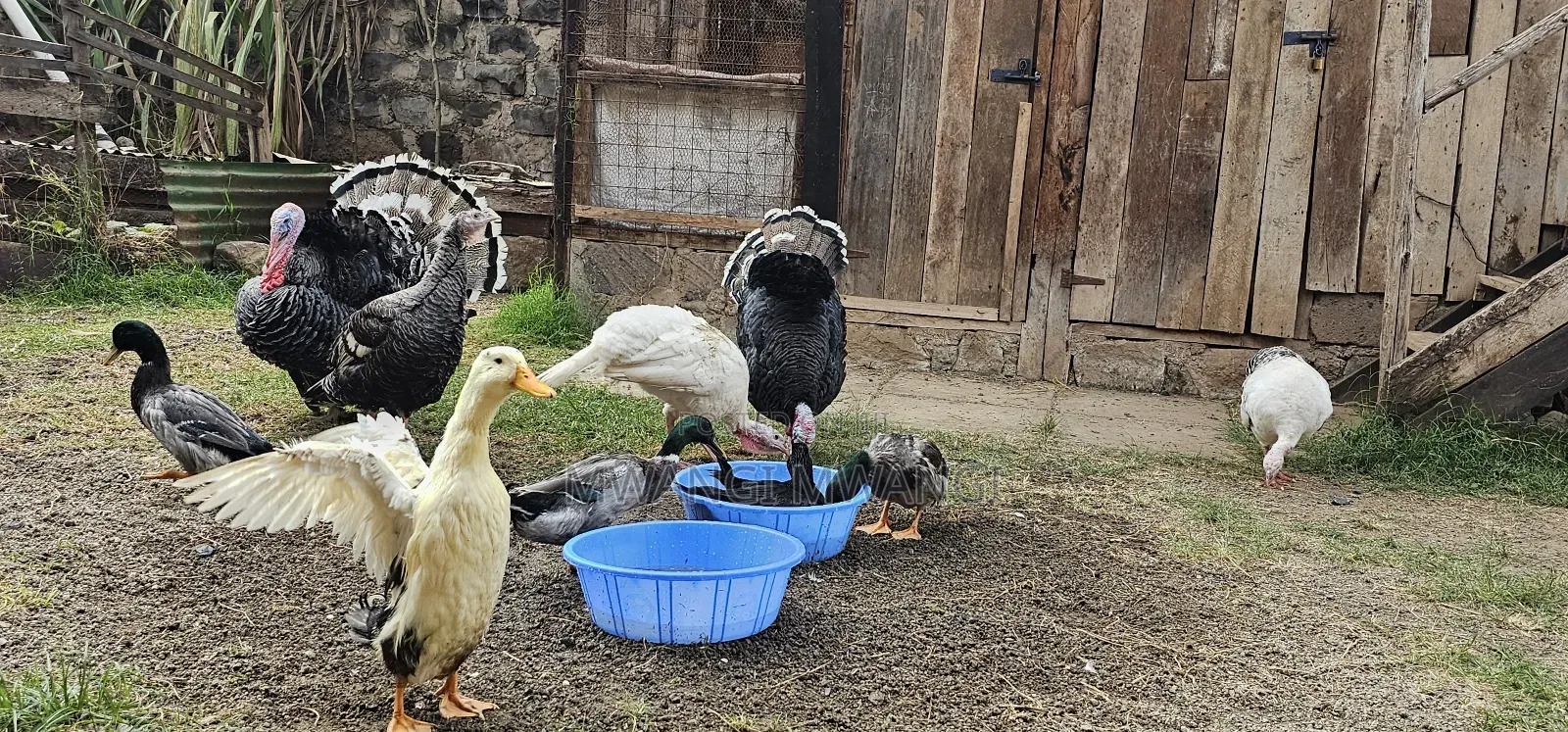 Mature Laying Turkey