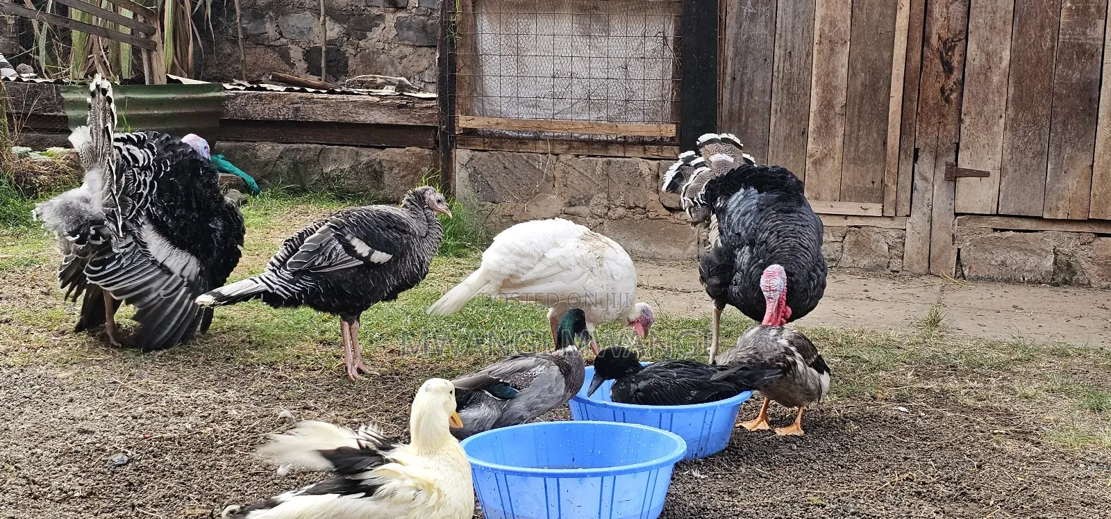 Mature Laying Turkey