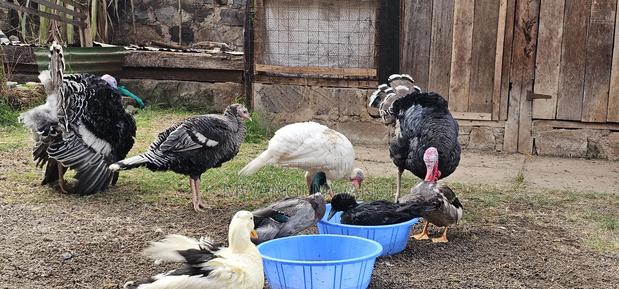 Ruen Ducks - thumbnail 5