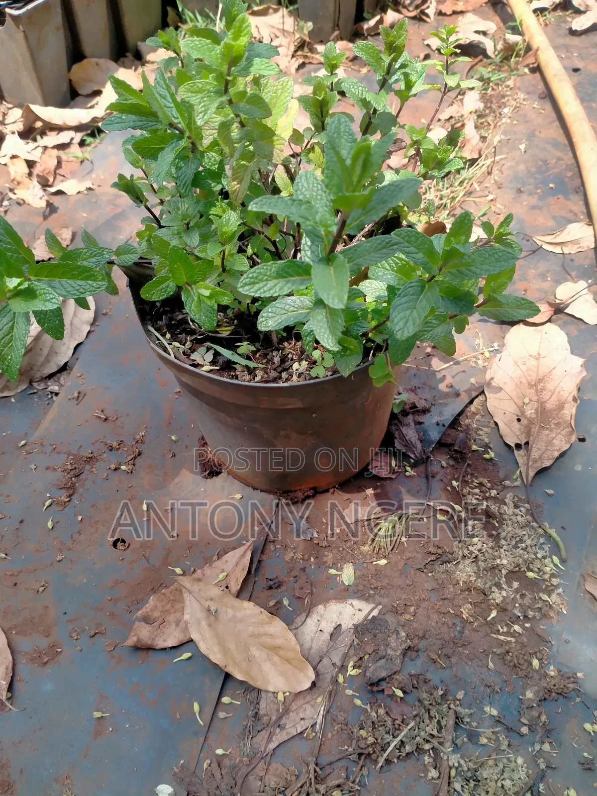4 Litre Planter