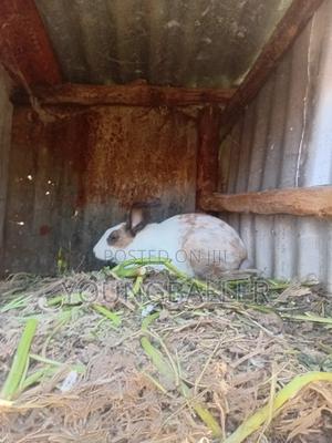 Rabbitscarlifornia - thumbnail 2