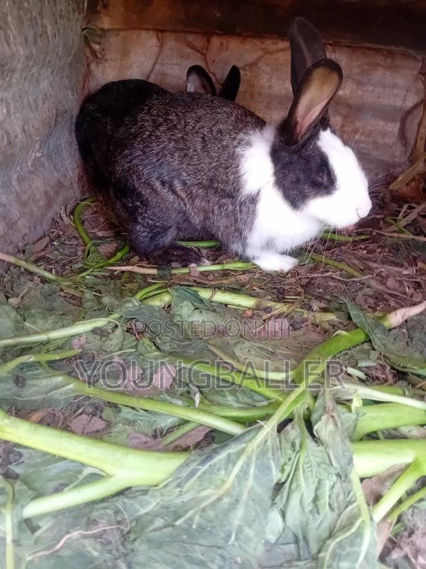 Rabbitscarlifornia - thumbnail 3