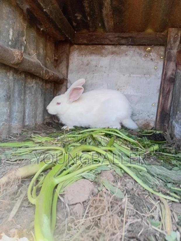 Rabbitscarlifornia - thumbnail 4