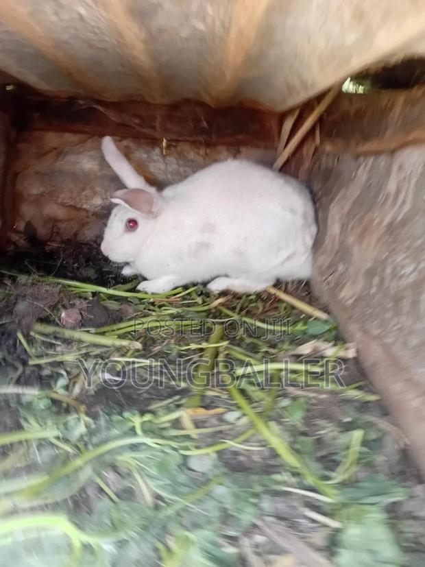 Rabbitscarlifornia - thumbnail 5