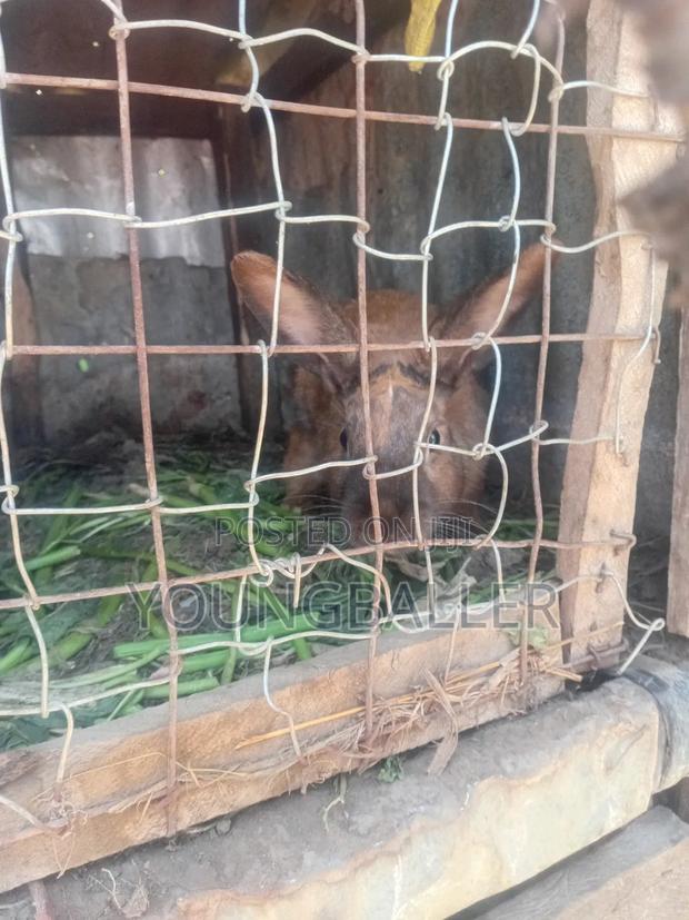 Rabbitscarlifornia - thumbnail 6