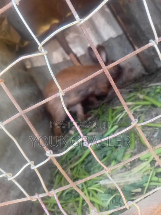 Rabbitscarlifornia - thumbnail 7