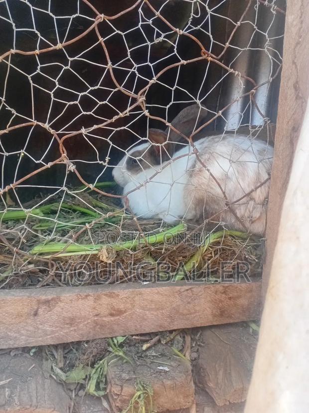 Rabbitscarlifornia - thumbnail 8