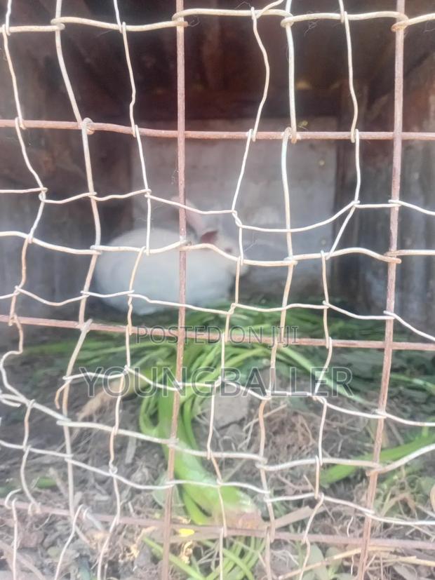 Rabbitscarlifornia - thumbnail 9