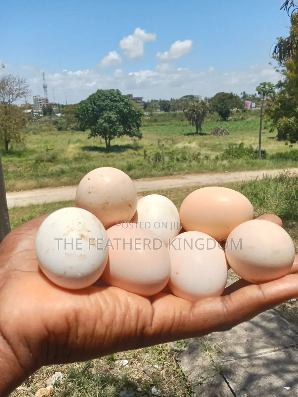 Kienyeji Eggs
