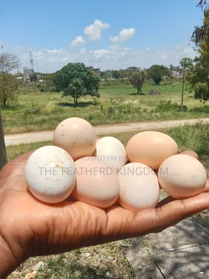 Kienyeji Eggs