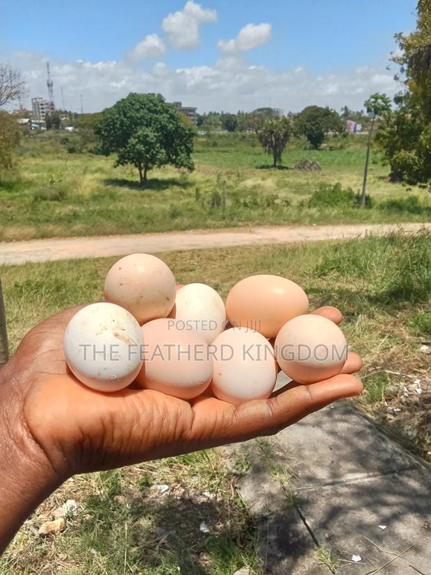Kienyeji Eggs - thumbnail 4