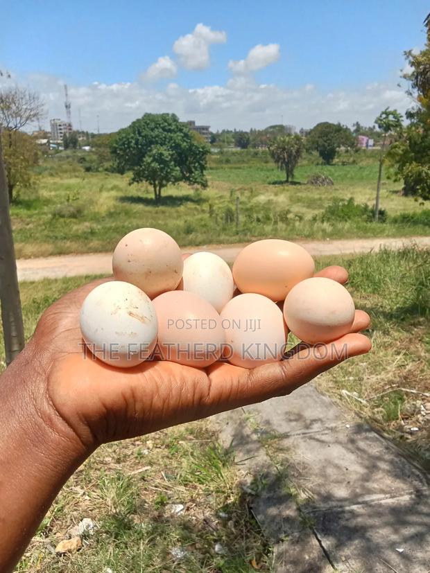 Kienyeji Eggs - thumbnail 5