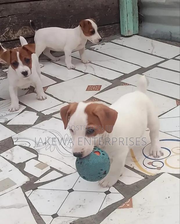 1-3 months Male Purebred Jack Russell Terrier