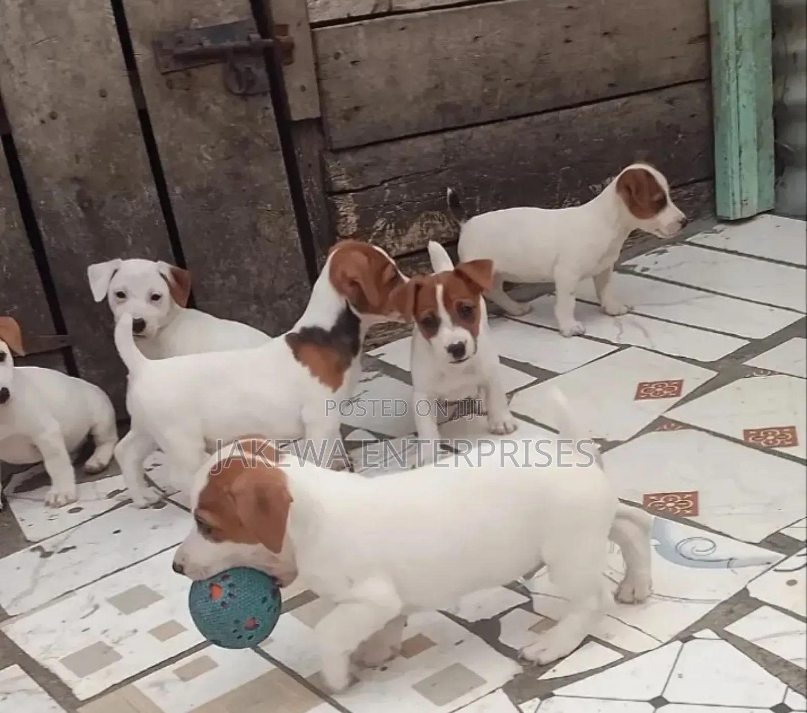 1-3 months Male Purebred Jack Russell Terrier