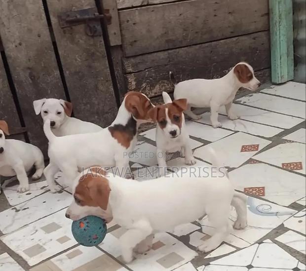 1-3 months Male Purebred Jack Russell Terrier