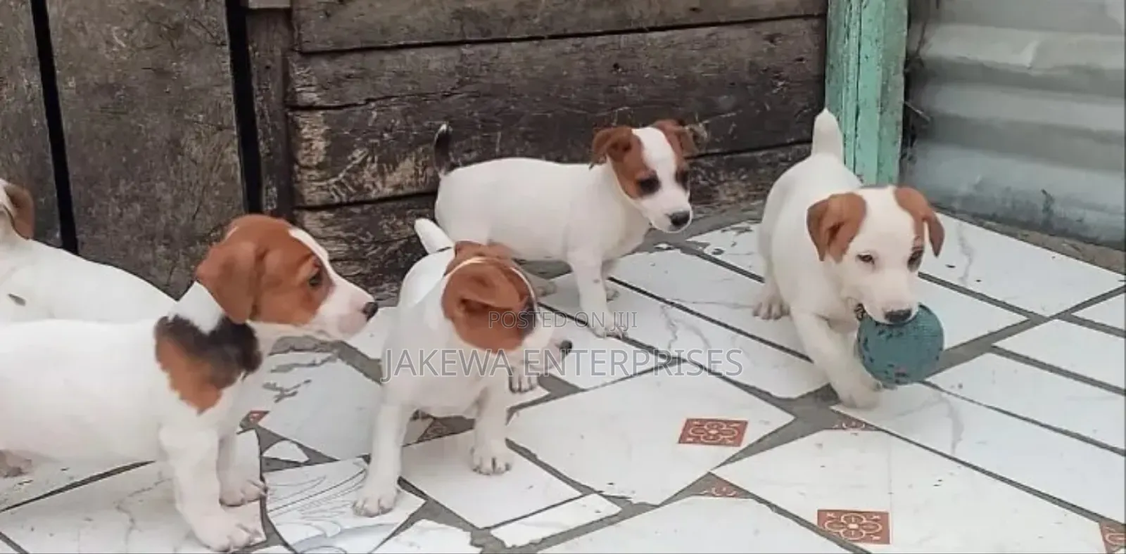 1-3 months Female Purebred Jack Russell Terrier