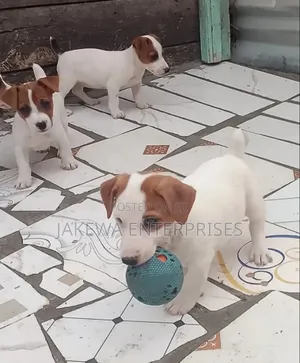 1-3 months Male Purebred Jack Russell Terrier