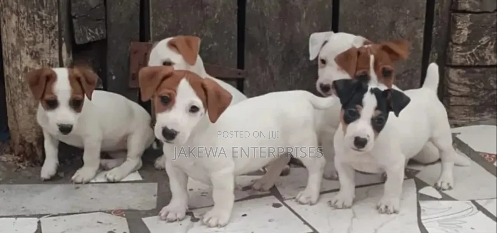 1-3 months Female Purebred Jack Russell Terrier