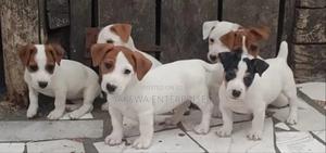 1-3 months Female Purebred Jack Russell Terrier - main view