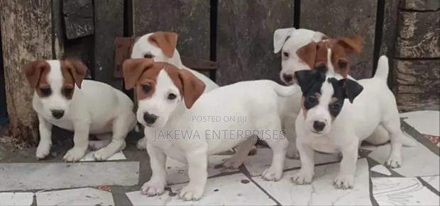 1-3 months Female Purebred Jack Russell Terrier