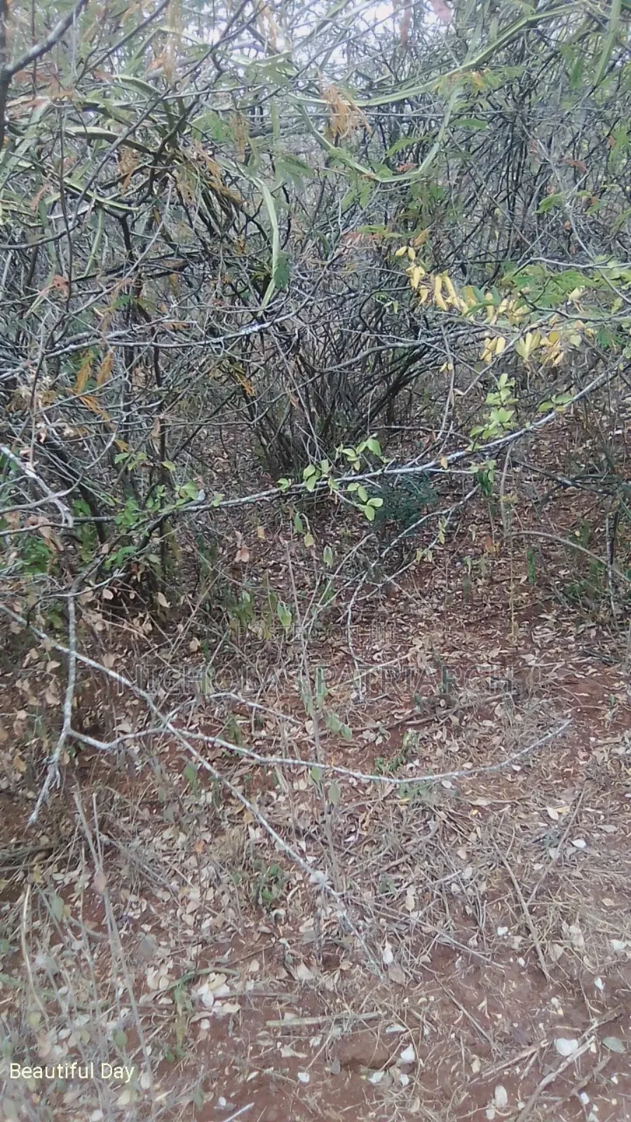 100 Acres Kitui Kanziku Selling at .Pee Acre