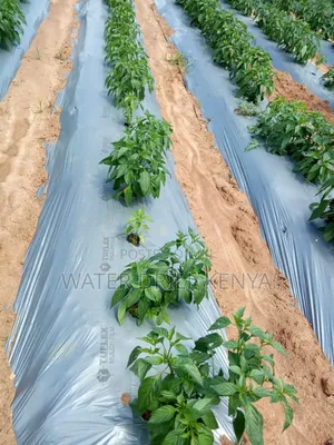 Greenhouse Installation Kenya