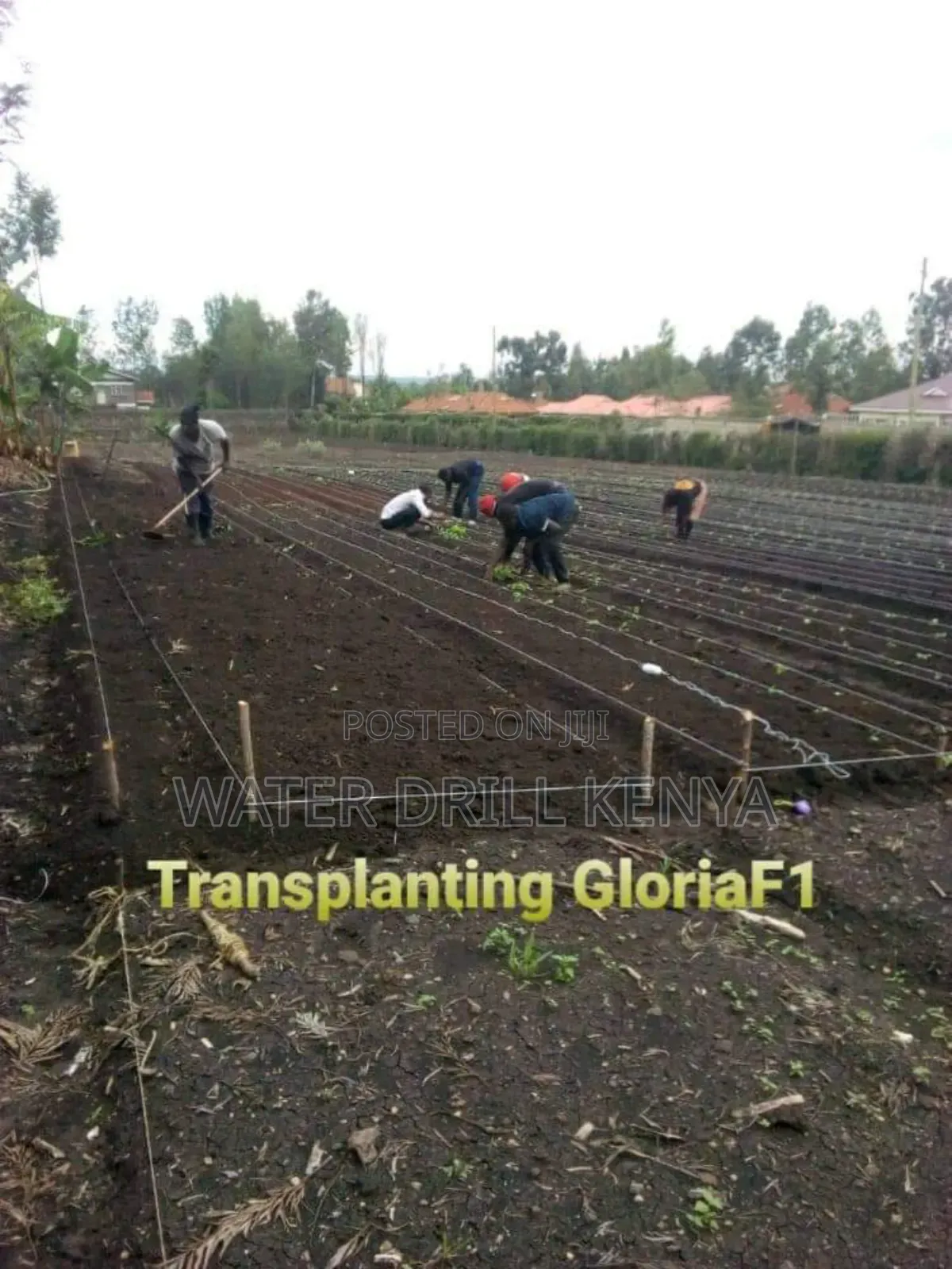 Greenhouse Installation Kenya