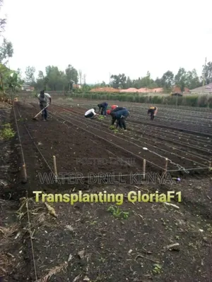 Greenhouse Installation Kenya
