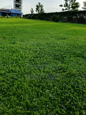 Home Landscaping