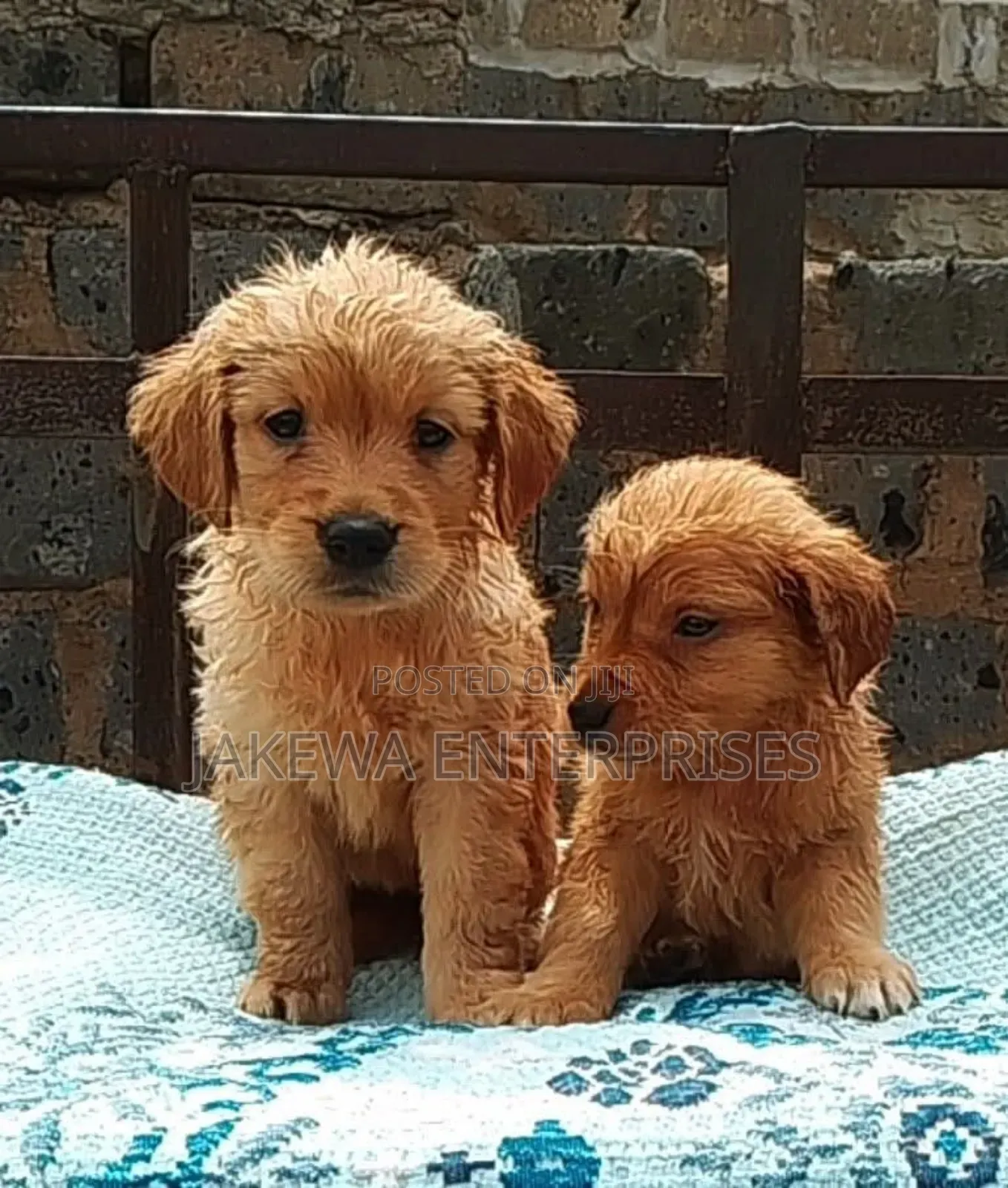 1-3 months Male Purebred Golden Retriever