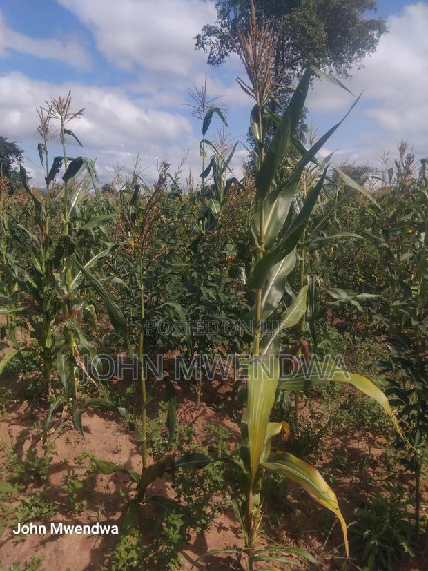 Selling a 2.5 Acreparcel of Land at Kithimani - thumbnail 2