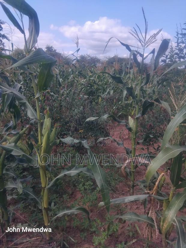 Selling a 2.5 Acreparcel of Land at Kithimani - thumbnail 4