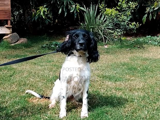 6-12 months Female Purebred English Springer Spaniel - main view