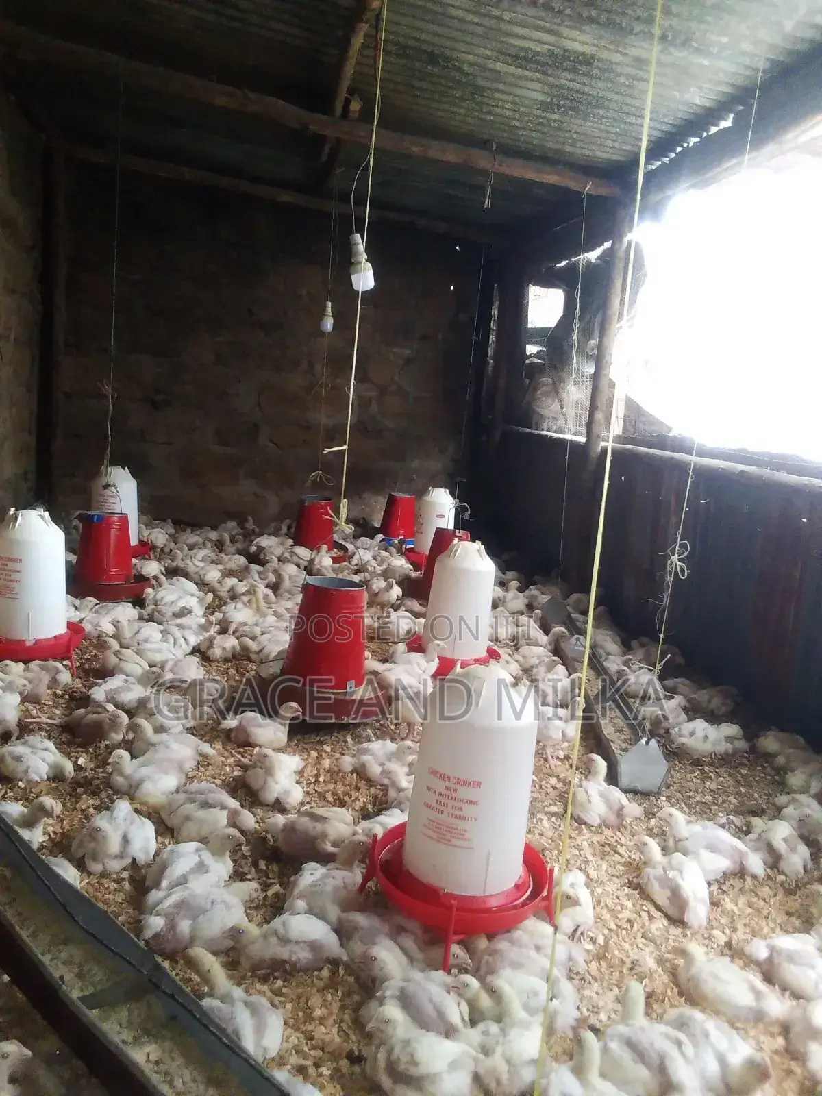 Broiler Chicken