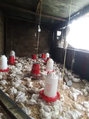 Broiler Chicken