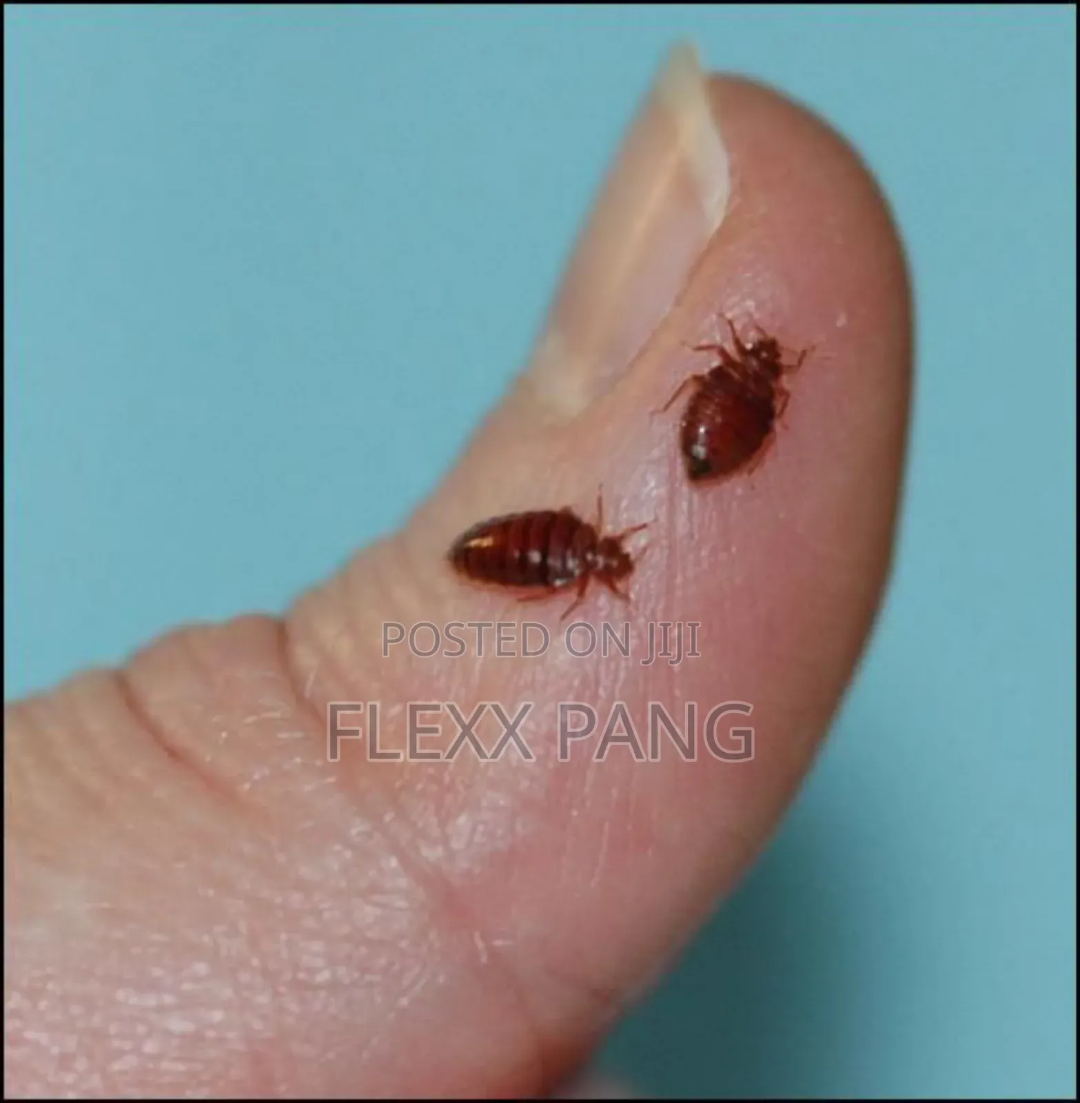 Bedbugs Removal