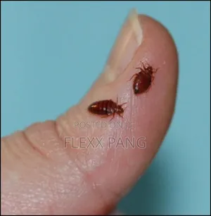 Bedbugs Removal