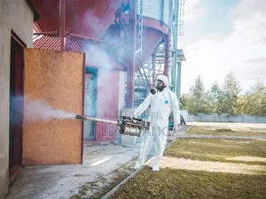 Bedbugs Removal