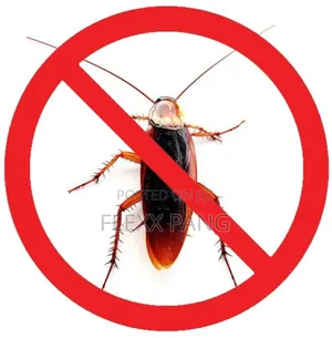 Bedbugs Removal