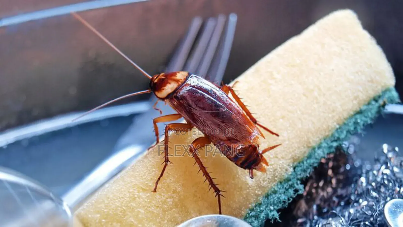 Bedbugs Removal