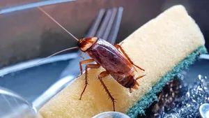 Bedbugs Removal