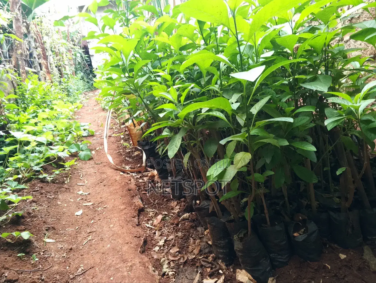 Bitter Leaf Medicinal Plants