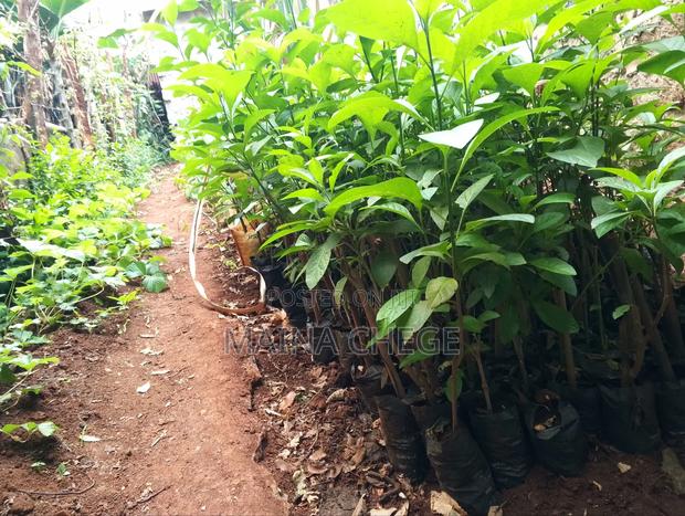 Bitter Leaf Medicinal Plants - thumbnail 3